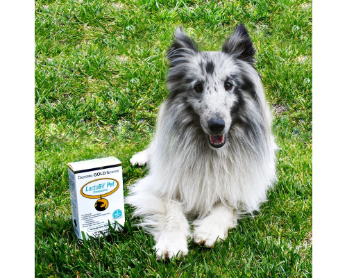 California Gold Nutrition, Пробиотики LactoBif Pet, 5 миллиардов КОЕ, 60 овощных капсул California Gold Nutrition, Пробиотики LactoBif Pet, 5 миллиардов КОЕ, 60 овощных капсул